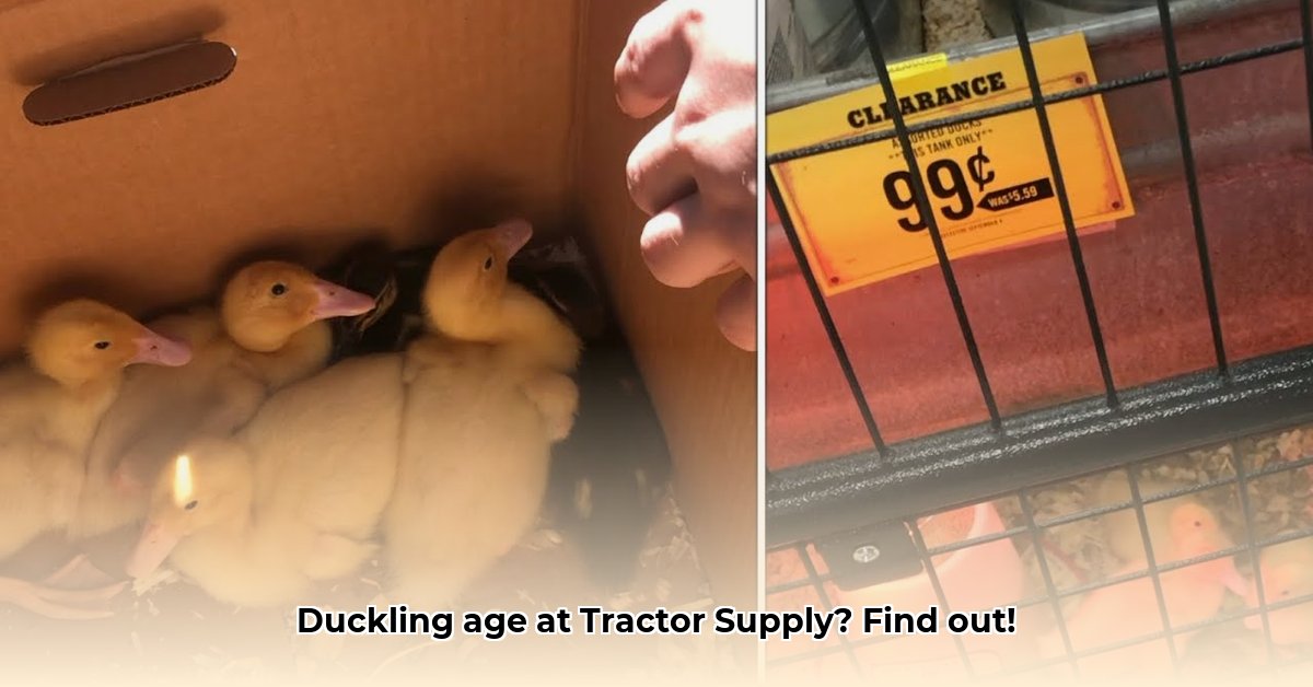 how-old-are-ducklings-at-tractor-supply